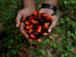 Harga Referensi CPO Naik Jadi US$ 910,9/MT Harga Referensi CPO Naik Jadi US$ 910,9/MT