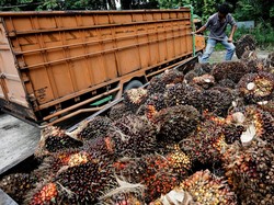 Masuk Satgas Bareng Luhut, PPATK Endus Indikasi Suap-Gratifikasi Sawit
