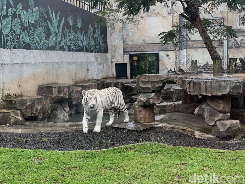 Lembang Park & Zoo, Harga Tiket Masuk dan Wahana di Dalamnya