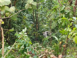 Pikap Terjun ke Jurang Tanjakan Bibis Kulon Progo, Polisi: Sering Terjadi