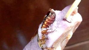 10 Momen Apes Netizen Saat Makan, Dapat Hadiah Kecoak hingga Cicak