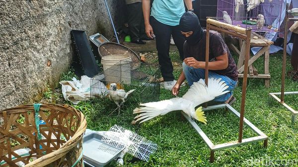 Kena! Pedagang Burung Ilegal di Bandung Diringkus Polisi