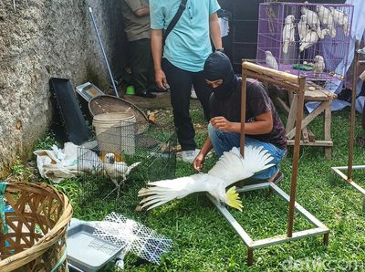 Kena! Pedagang Burung Ilegal di Bandung Diringkus Polisi
