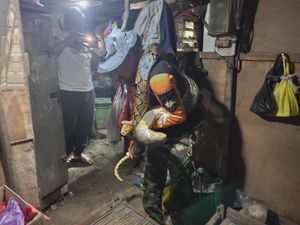 Mak Jegagik! Ular Piton 3 Meter Ditangkap dalam Sepiker Warung di Kudus