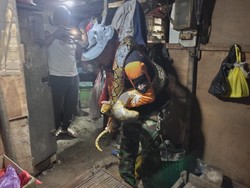 Mak Jegagik! Ular Piton 3 Meter Ditangkap dalam Sepiker Warung di Kudus