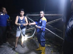 Ular Kobra dan 3 Anaknya Ditangkap dari Atas Pohon di Probolinggo