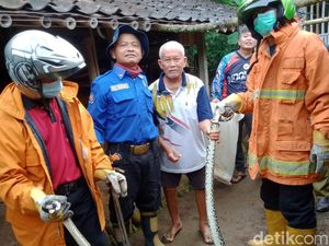 Hii! Ular Piton Terciduk Mangsa 8 Ayam di Wonogiri