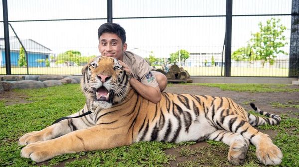 Alshad Ahmad Sang Tiger King