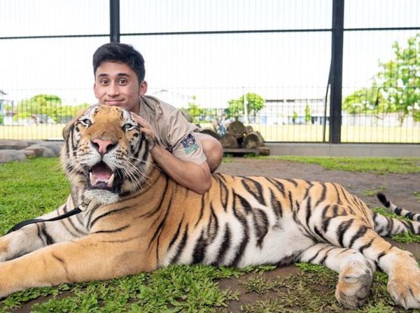 Alshad Ahmad Sang Tiger King