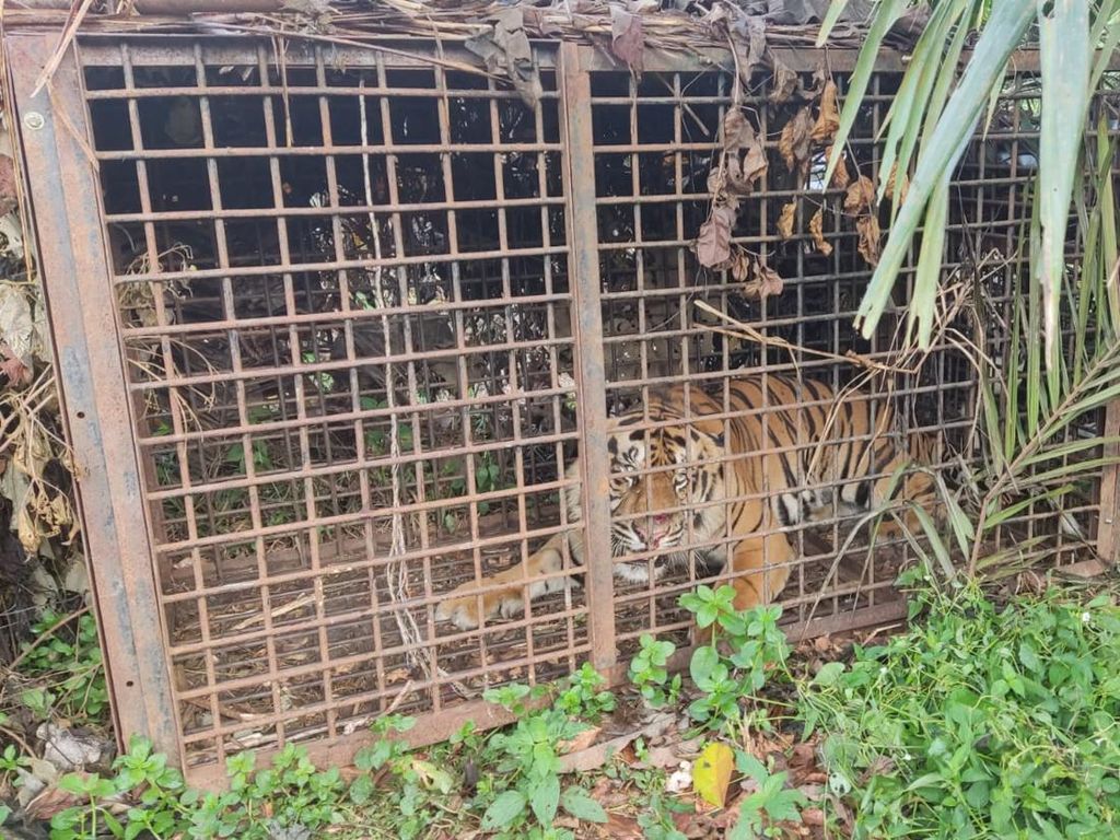 Harimau Sumatera yang Mangsa Ternak Akan Dilepasliarkan 