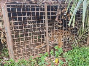 Sedih! Harimau Betina Ditemukan Mati, padahal Baru 2 Pekan Dilepasliarkan Sedih! Harimau Betina Ditemukan Mati, padahal Baru 2 Pekan Dilepasliarkan