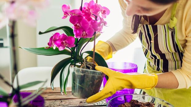 Woman transplanting orchid into another pot on kitchen. Housewife taking care of home plants and flowers. Gardening