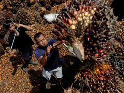 Anggota DPRD: Penurunan Harga TBS di Bengkulu Tidak Transparan