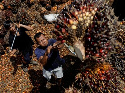 Panen Kelapa Sawit di Tengah Drama Panjang Mahalnya Migor