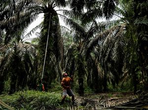 Jurus Biar Petani Sawit Naik Kelas