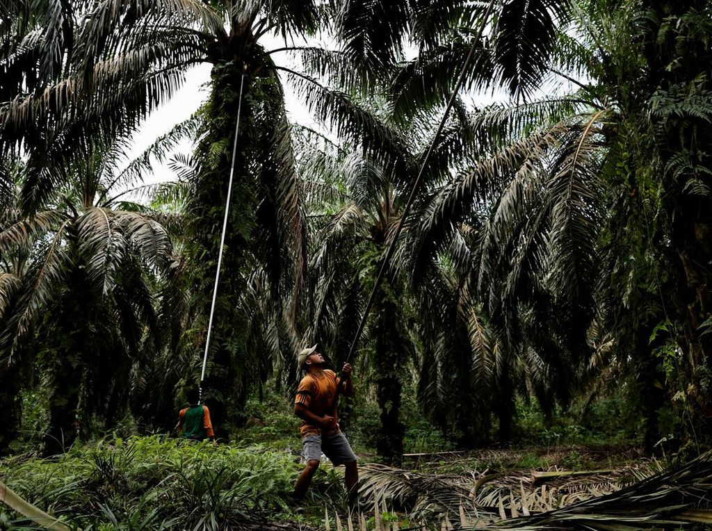 Mumet Harga TBS Anjlok, Petani Biarkan Sawit Busuk di Pohon Mumet Harga TBS Anjlok, Petani Biarkan Sawit Busuk di Pohon