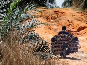 Wilmar Tegaskan Tak Terkait PT Citra yang Setop Beli Sawit Petani di Riau Wilmar Tegaskan Tak Terkait PT Citra yang Setop Beli Sawit Petani di Riau