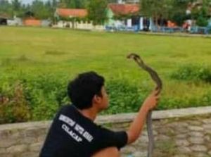 Kisah Tragis Pemuda Purworejo Tewas Dipatuk King Cobra Kisah Tragis Pemuda Purworejo Tewas Dipatuk King Cobra
