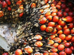 Larangan Ekspor Sawit dari Indonesia Perparah Kelangkaan Global