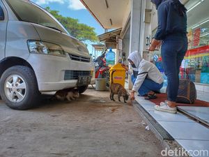 Temukan Kucing-kucing Liar, Pemudik Ini Sempatkan Beri Makan Temukan Kucing-kucing Liar, Pemudik Ini Sempatkan Beri Makan