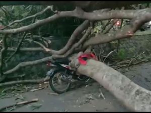 Pohon Tumbang Timpa Mobil-Motor di Garut, 5 Orang Terluka!