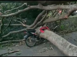 Pohon Tumbang Timpa Mobil-Motor di Garut, 5 Orang Terluka!