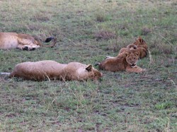 3 Singa Tewas Diduga Tersetrum