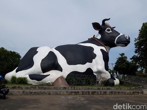 Libur Lebaran Mau ke Sapi Ndekem Boyolali? Ini Akses Masuknya