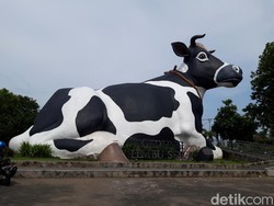 Libur Lebaran Mau ke Sapi Ndekem Boyolali? Ini Akses Masuknya