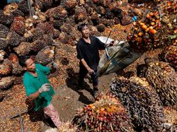 Harga Sawit di Riau Naik Tipis, Pekan Ini Rp 2.630 per Kg