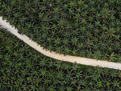 Petani Ungkap Biang Kerok Peremajaan Sawit Minim: Syarat Rumit-Pupuk Mahal