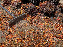 Duh! Dampak Larangan Ekspor Minyak Goreng Mulai Berasa ke Petani Nih