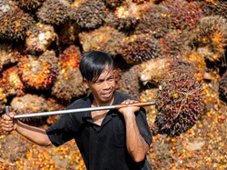 Harga CPO Turun Buat Ekspor di Sumut Anjlok