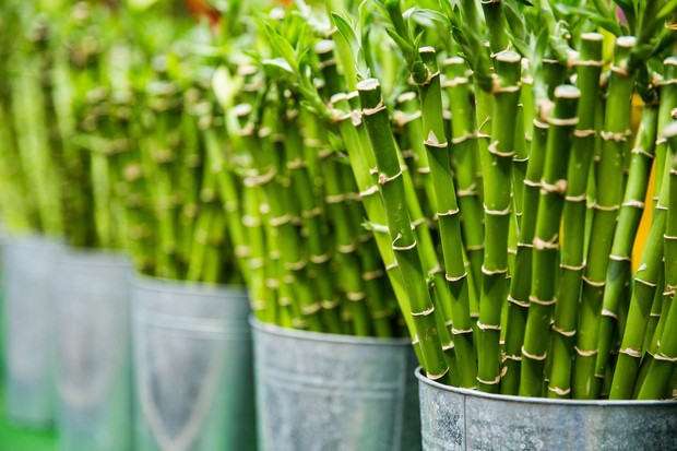 Lucky Bamboo/Foto: Pexels/Toni Cuenca