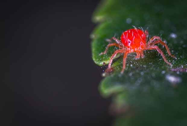 Tungau laba-laba yang menjadi hama bagi alocasia/Foto: Pexels/Egor Kamelev