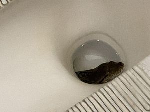 Ngeri! Ular Sanca 3,5 Meter Muncul dari Kloset Warga Bekasi