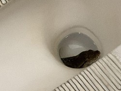 Ngeri! Ular Sanca 3,5 Meter Muncul dari Kloset Warga Bekasi