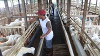 Unik! Ada Hotel Buat Kambing Nih di Situbondo