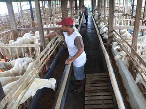 Unik! Ada Hotel Buat Kambing Nih di Situbondo Unik! Ada Hotel Buat Kambing Nih di Situbondo