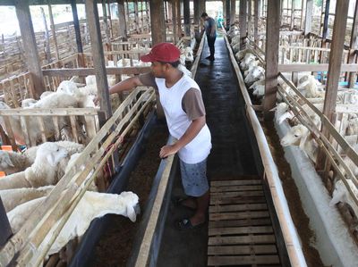 Unik! Ada Hotel Buat Kambing Nih di Situbondo