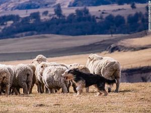 Mari Mengenal Anjing yang Belum Pernah Anda Dengar