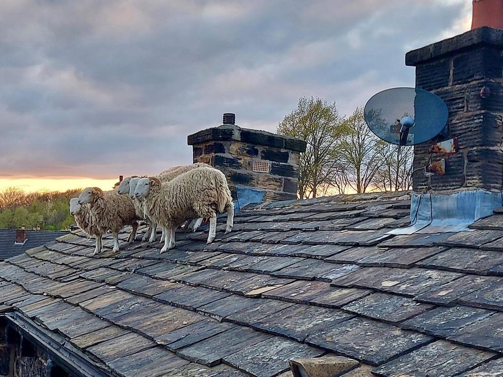 Kocak! 5 Domba Shaun the Sheep Terlantar di Atap, Damkar pun Turun Tangan Kocak! 5 Domba Shaun the Sheep Terlantar di Atap, Damkar pun Turun Tangan