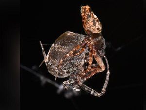 Begini Cara Laba-laba Jantan Berhasil Kabur dari Ritual Seks Kanibal