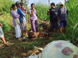 Modus Baru Pencurian Sapi di Situbondo, Disembelih-Hanya Diambil Dagingnya