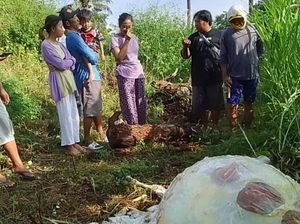 Modus Baru Pencurian Sapi di Situbondo, Disembelih-Hanya Diambil Dagingnya Modus Baru Pencurian Sapi di Situbondo, Disembelih-Hanya Diambil Dagingnya