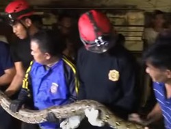 Ular Sanca Batik 6 Meter Bikin Geger Warga di Wajo