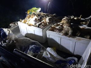 Pikap Angkut 400 Ekor Ayam di Konawe Terjun ke Jurang-Tak Kuat Nanjak