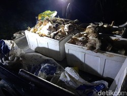 Pikap Angkut 400 Ekor Ayam di Konawe Terjun ke Jurang-Tak Kuat Nanjak