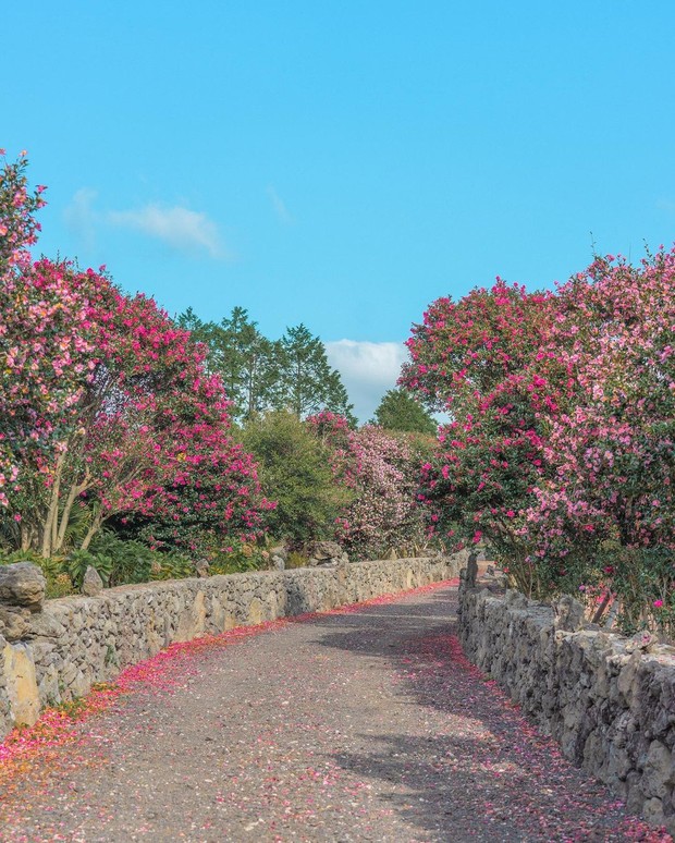 Potret Camellia Arboretum Wimi-ri