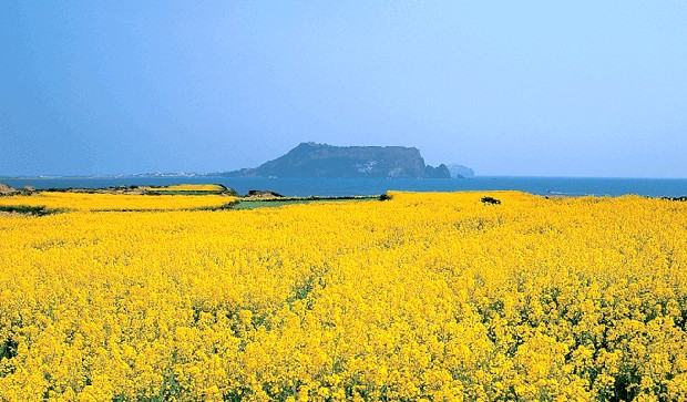Potret Seongsan Ilchulbong Sunrise Peak